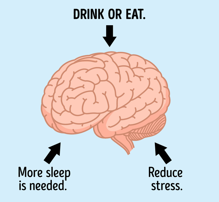 A headache in different areas tells us a lot about the brain’s needs.