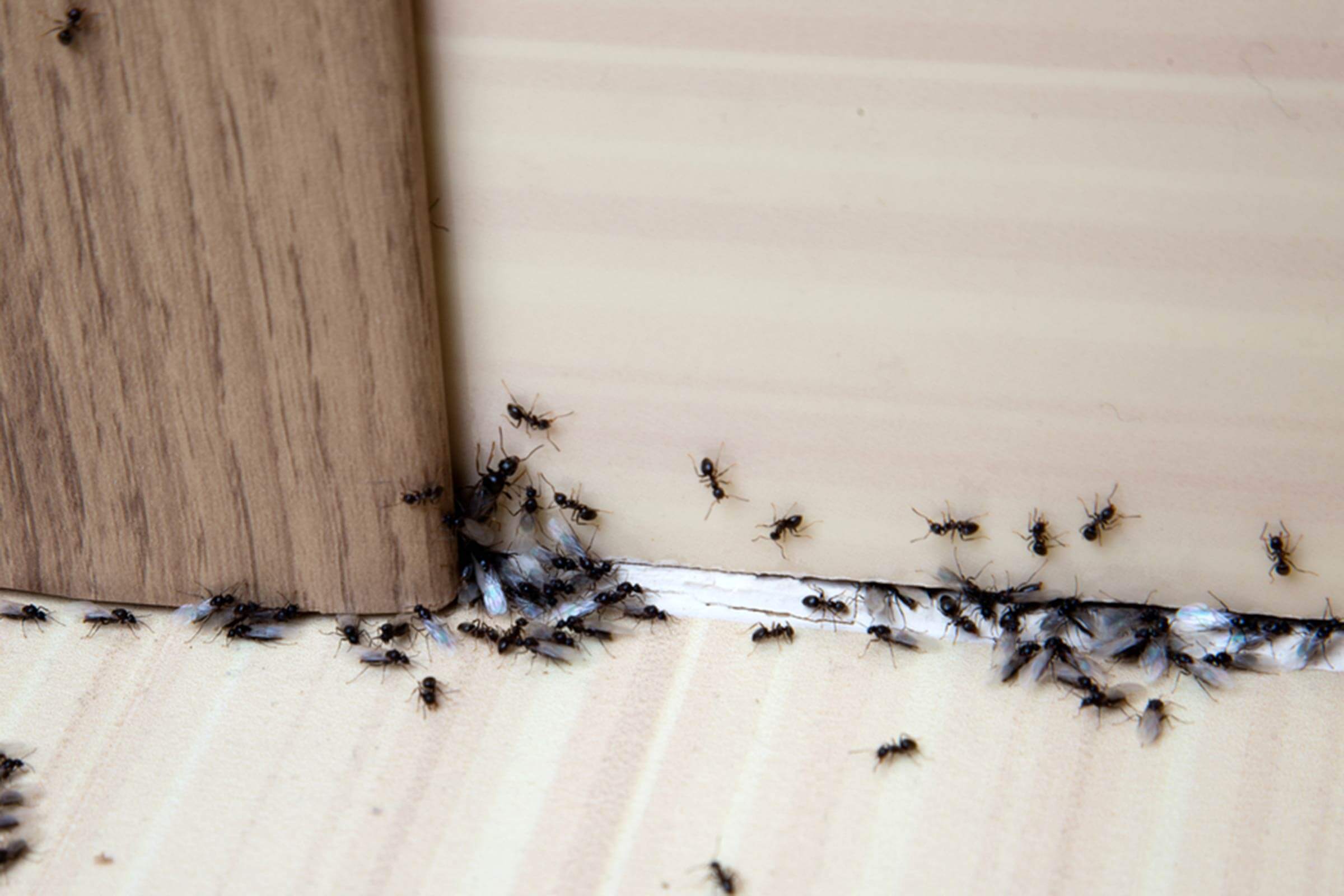 An ordinary air freshener will help you get rid of ants. For them it smells like poison.