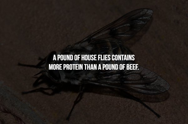 fly - A Pound Of House Flies Contains More Protein Than A Pound Of Beef.