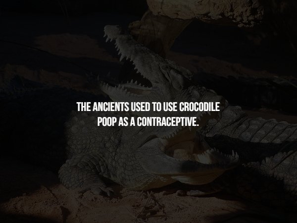 magazine cover design - The Ancients Used To Use Crocodile Poop As A Contraceptive.