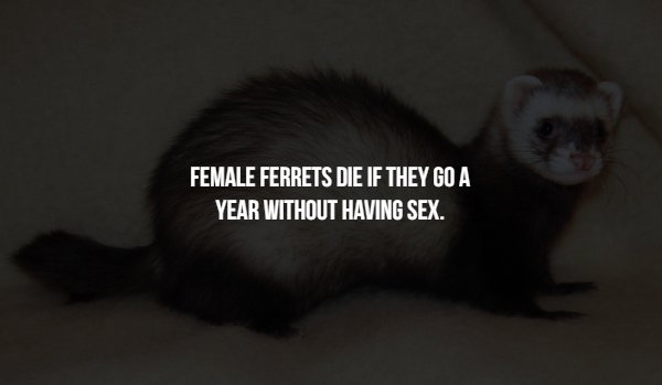 love this book - Female Ferrets Die If They Go A Year Without Having Sex.