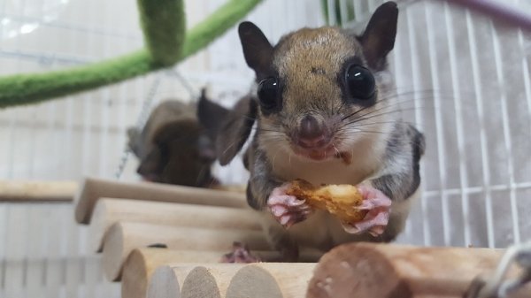 Assapanick - Another name for the flying squirrel.