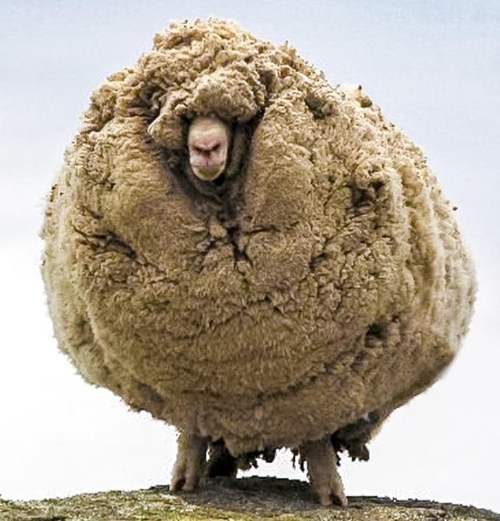 When a sheep hasn’t been sheared for 6 years.