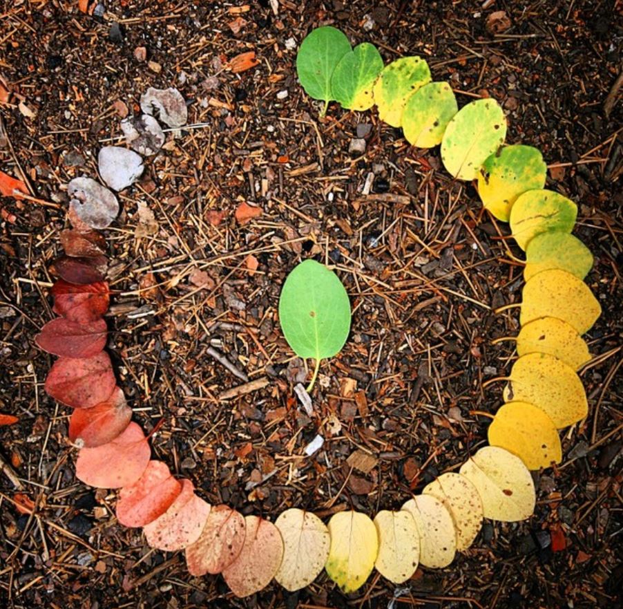 The life cycle of a leaf.