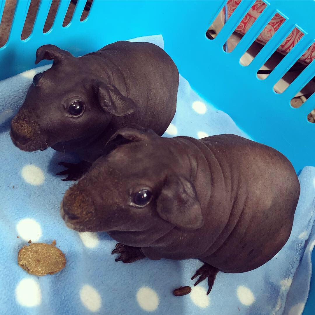 Hairless guinea pigs look exactly like tiny hippos.
