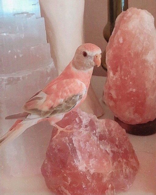 rose quartz bird
