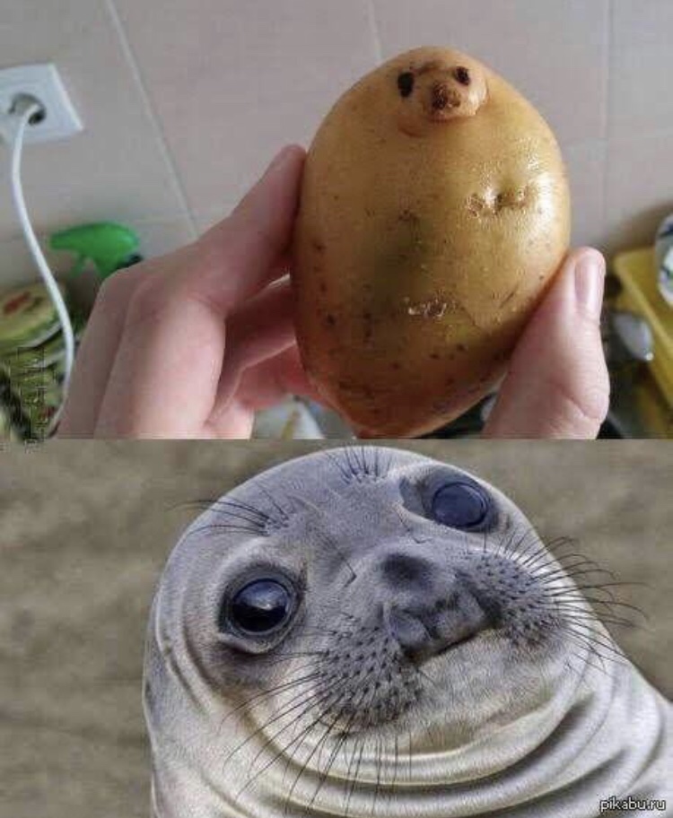 potato seal - pikabu.ru