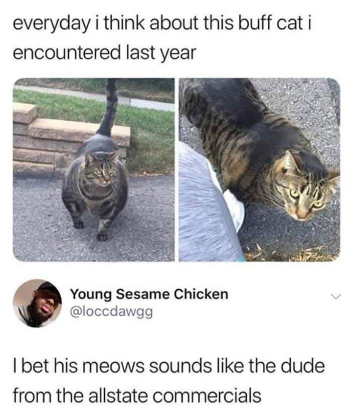 buffest cat - everyday i think about this buff cat i encountered last year Young Sesame Chicken I bet his meows sounds the dude from the allstate commercials