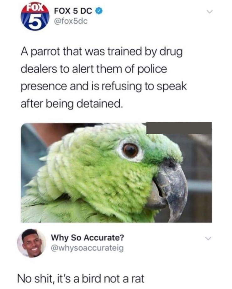 parrot trained by drug dealers - 5 Fox 5 Dc A parrot that was trained by drug dealers to alert them of police presence and is refusing to speak after being detained. Why So Accurate? No shit, it's a bird not a rat