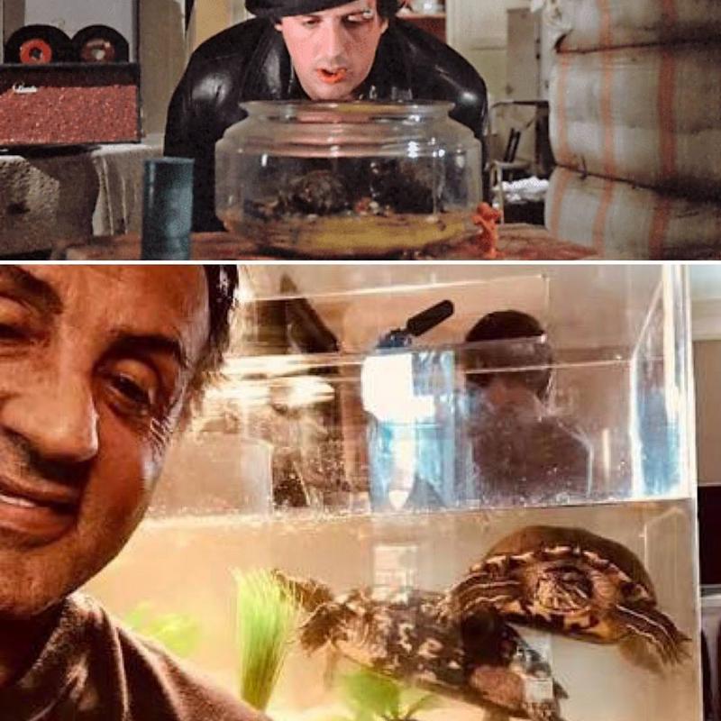 Sylvester Stallone kept the two turtles from the 1976 movie Rocky, and they are still alive today at 44.