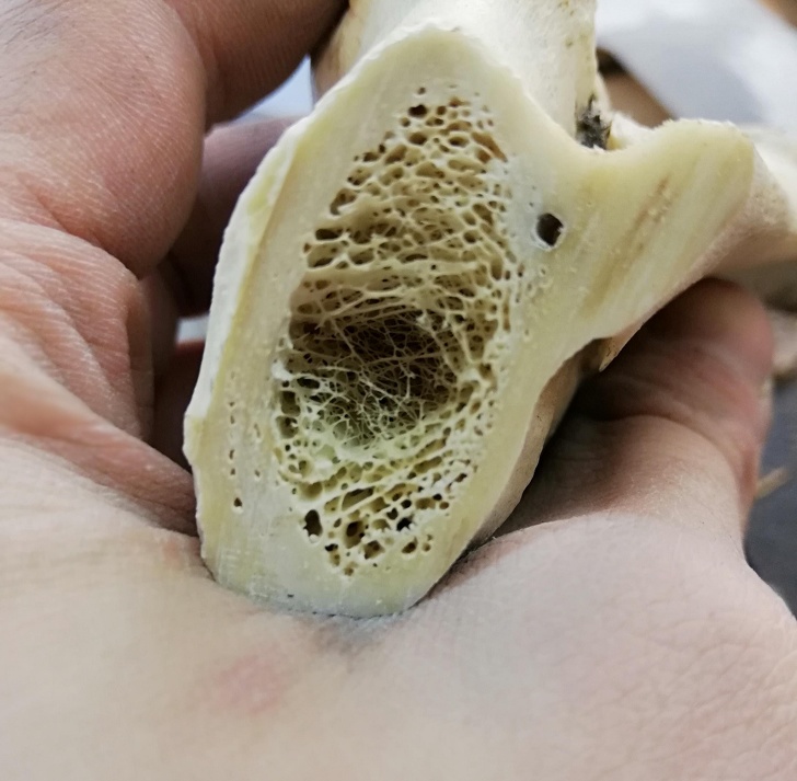 does the inside of a bone look like