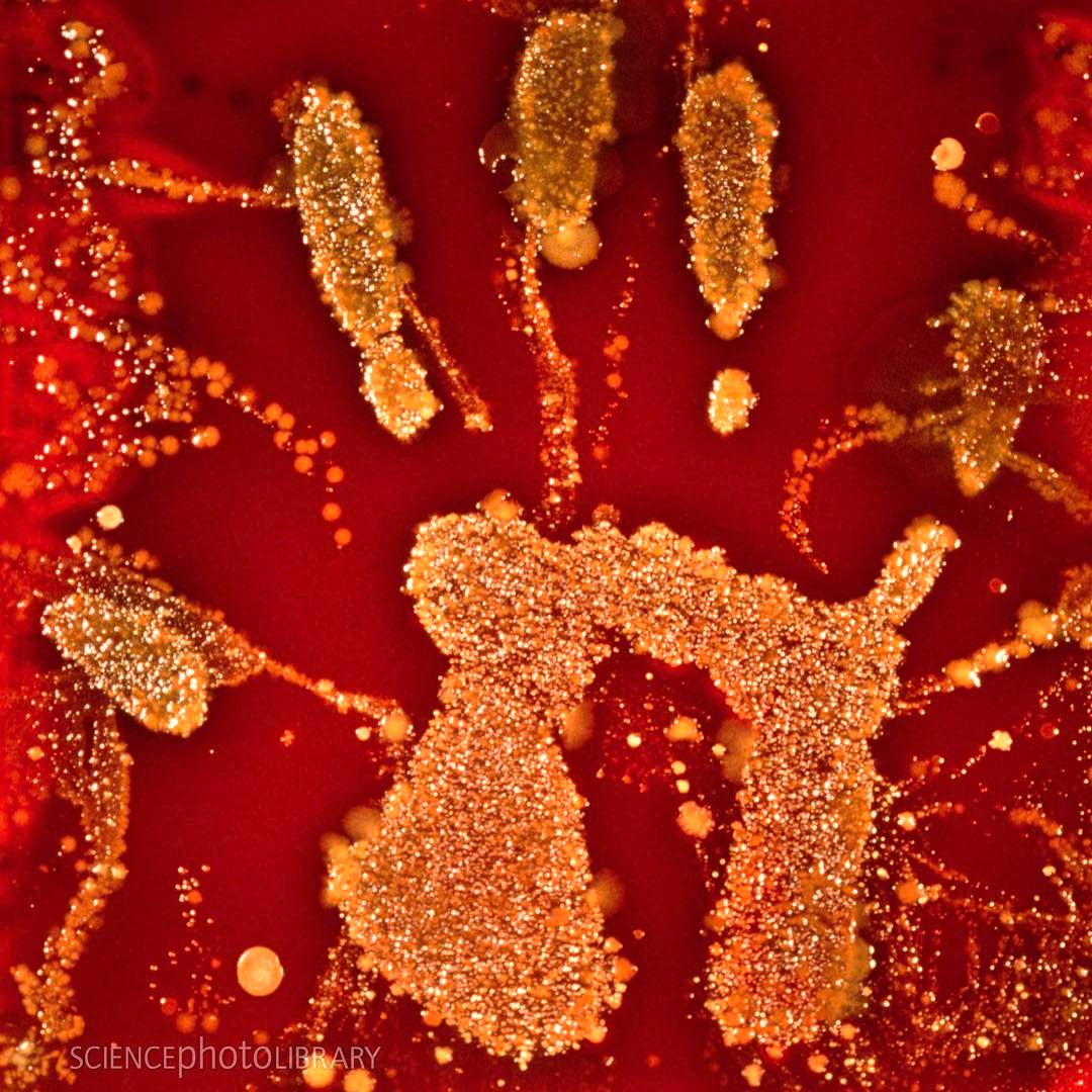 bacteria on agar with hand print - SCIENCEphotoLIBRARY