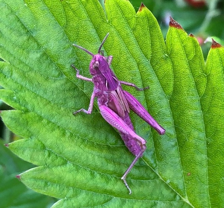 a purple grasshopper