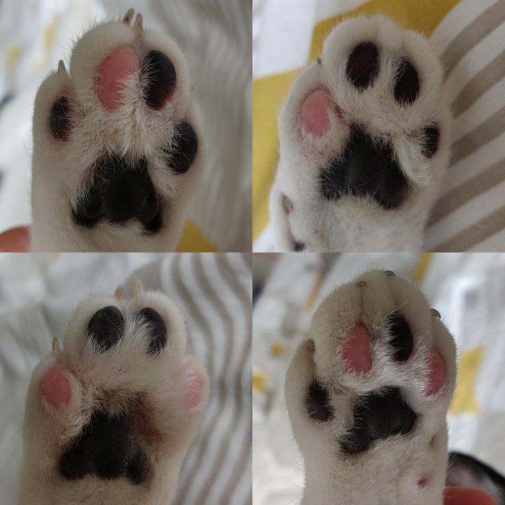 Cat paw with multiple color patterns on the toes