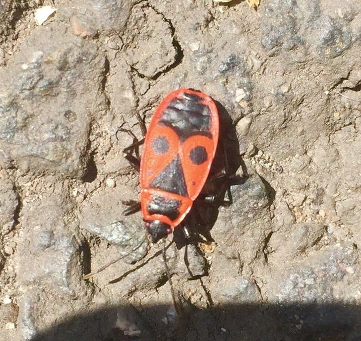 beetle pattern looks like a tiki mask