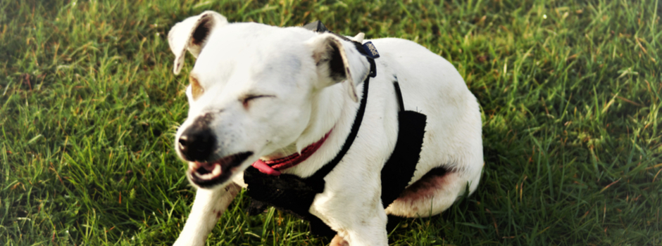 Dogs sneeze to indicate they are just playing.