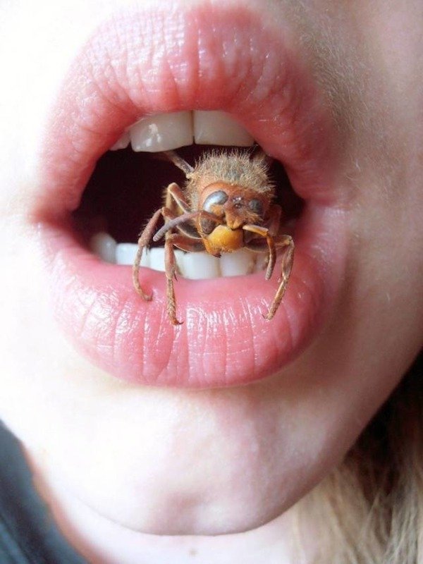 cursed images - things in mouth