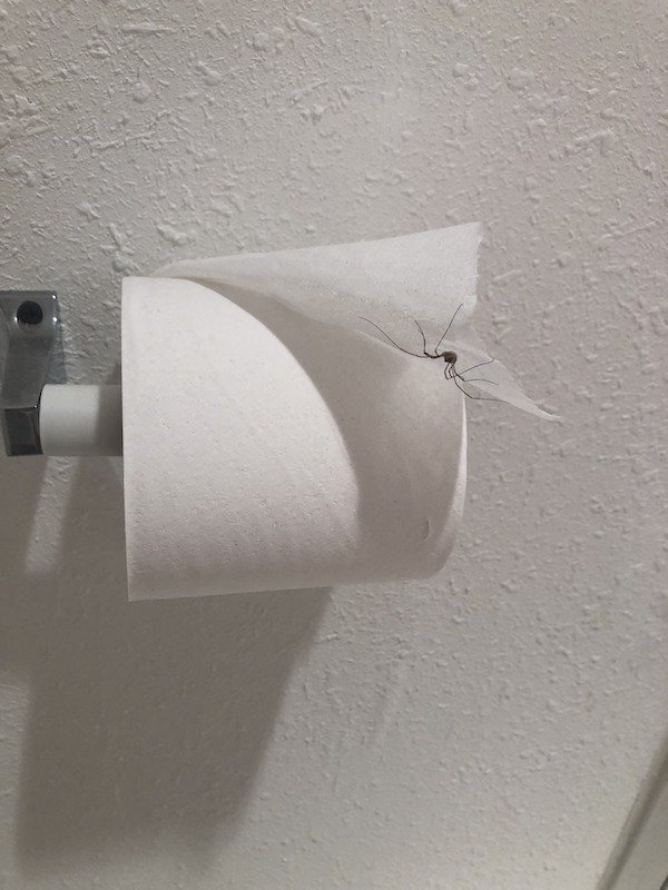 cursed images - toilet paper