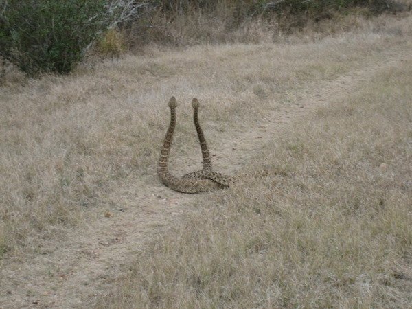 cursed images - west texas rattlesnakes