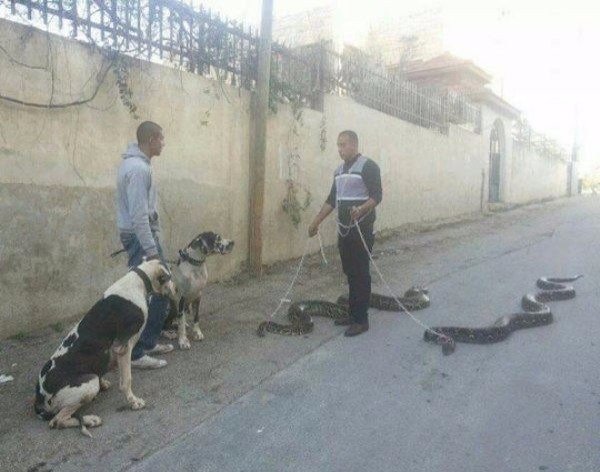 cursed images - long dogs