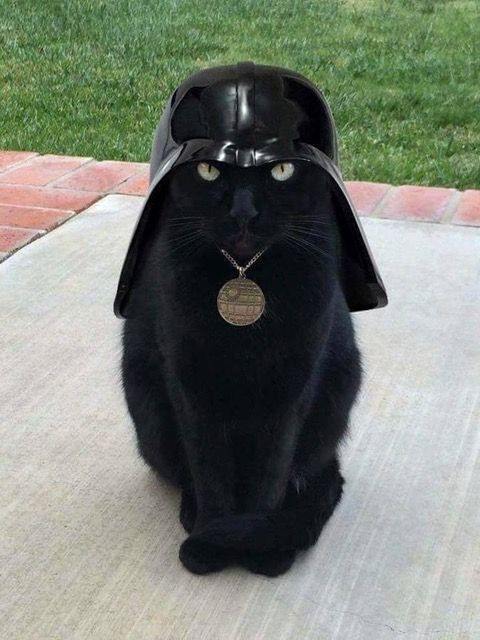 black cat darth vader