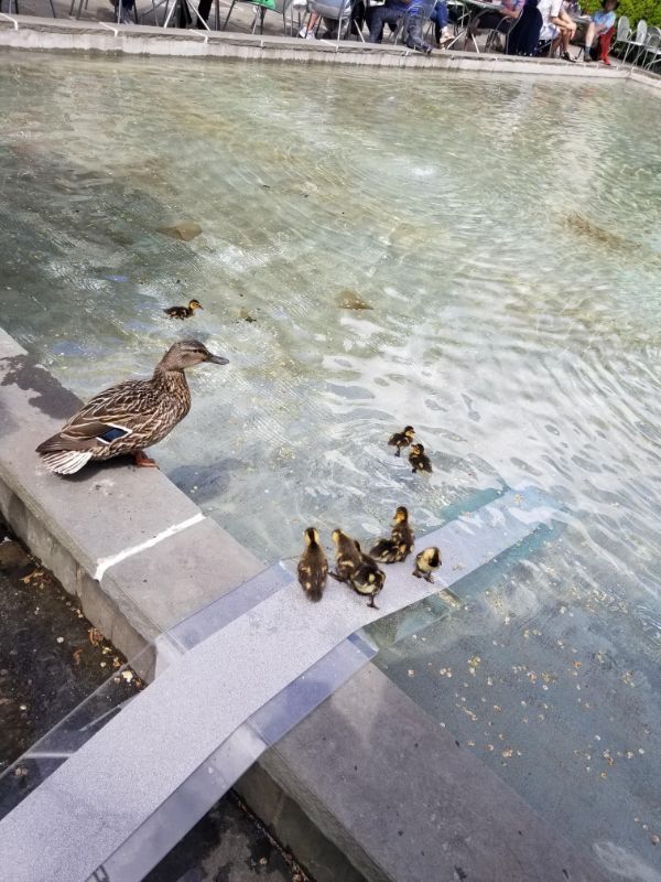 Ramp so baby ducks can get in and out of the fountain.
