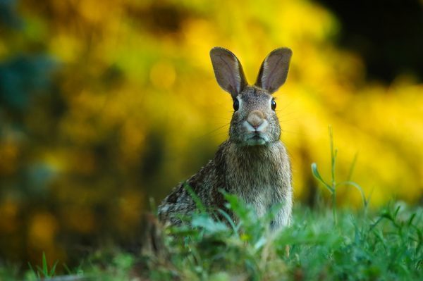 rabbit in field