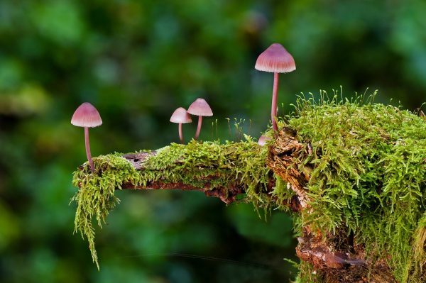 moss and mushroom