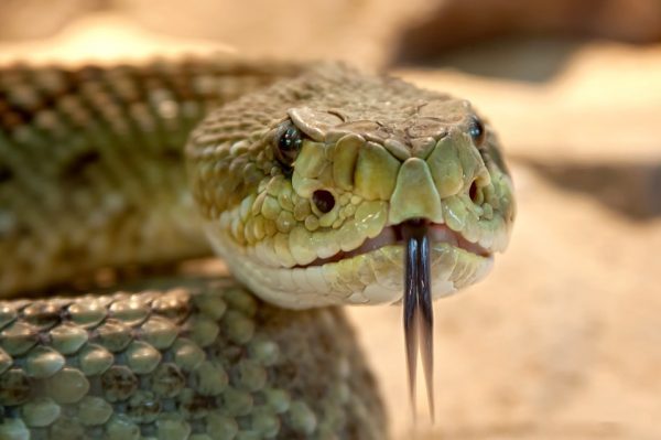 best snake