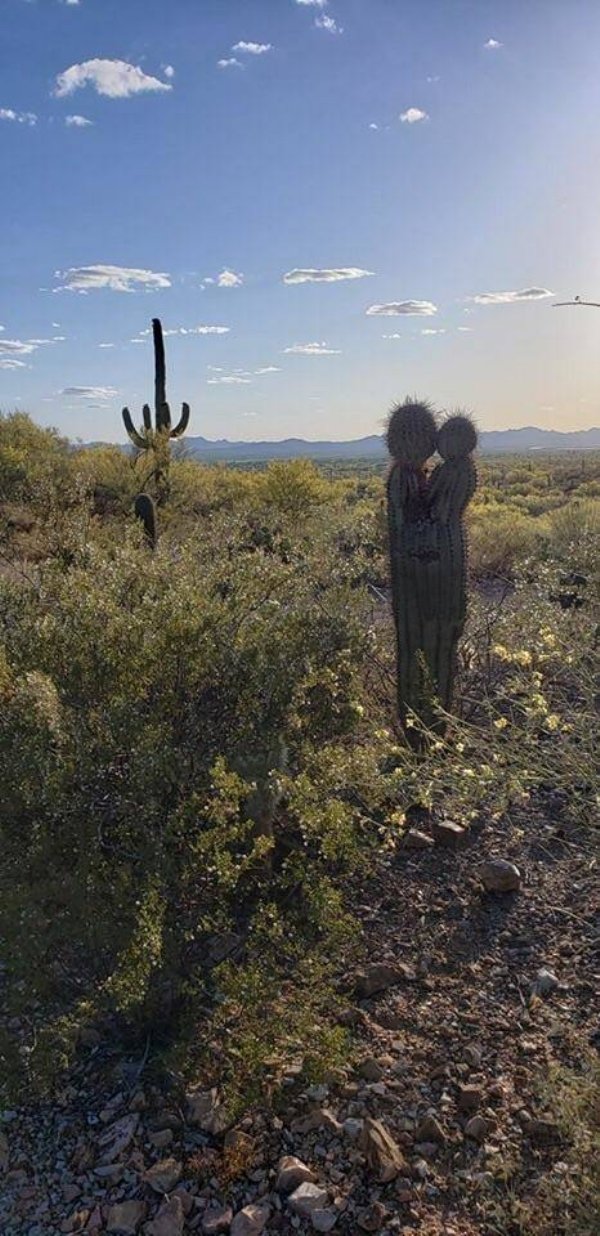 kissing cactus