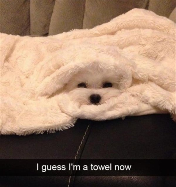 funny animals - I guess I'm a towel now