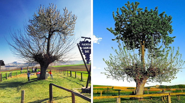 A cherry tree growing on a mulberry tree.