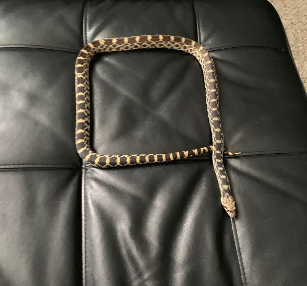 Snake makes a perfect square.