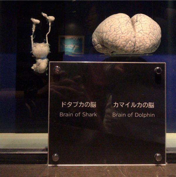 shark brain vs dolphin brain - Brain of Shark Brain of Dolphin