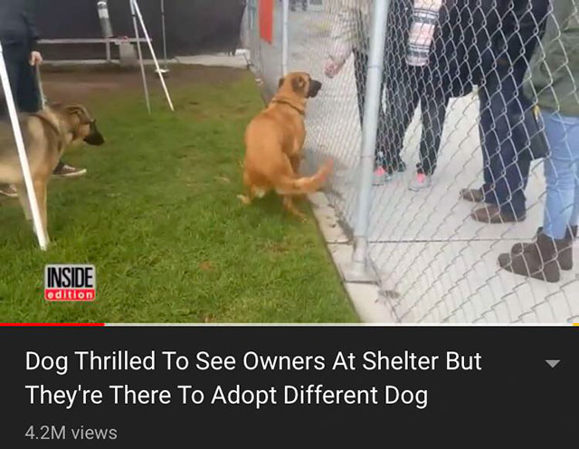 prepare to commit a hate crime - Inside edition Dog Thrilled To See Owners At Shelter But They're There To Adopt Different Dog 4.2M views