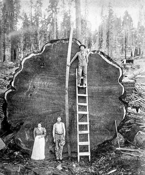 redwood loggers - Fine 10V