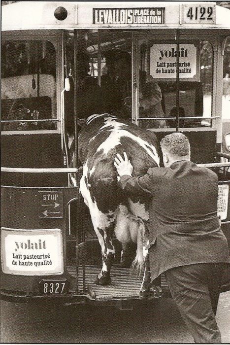Man getting a cow on a bus.