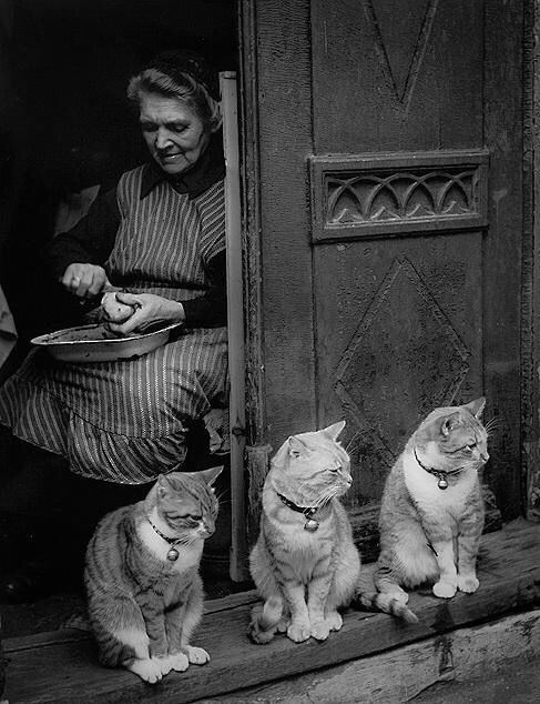 cats in the olden days