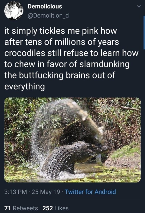 alligator slam dunk meme - Demolicious it simply tickles me pink how after tens of millions of years crocodiles still refuse to learn how to chew in favor of slamdunking the buttfucking brains out of everything 25 May 19 Twitter for Android 71 252