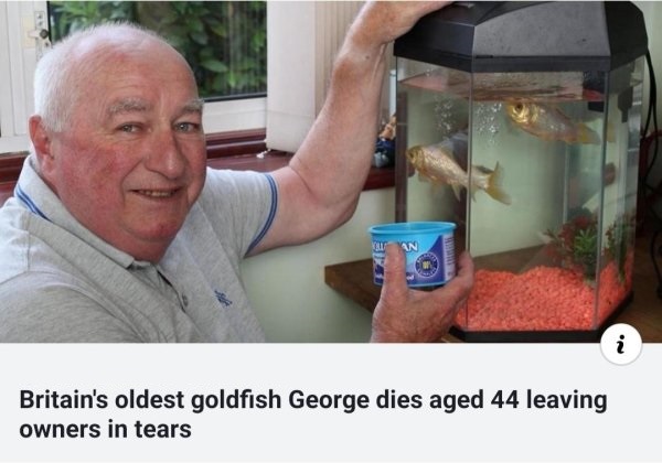 oldest goldfish in the world - Britain's oldest goldfish George dies aged 44 leaving owners in tears