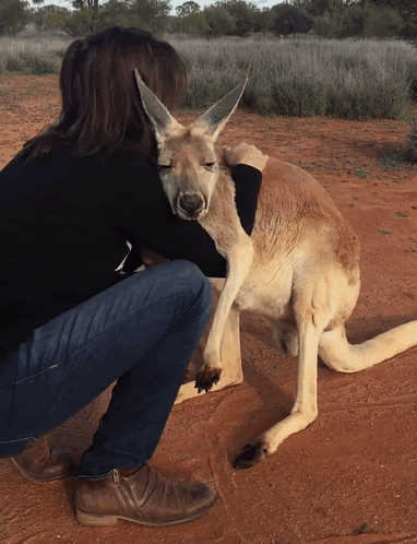 kangaroo hug gif