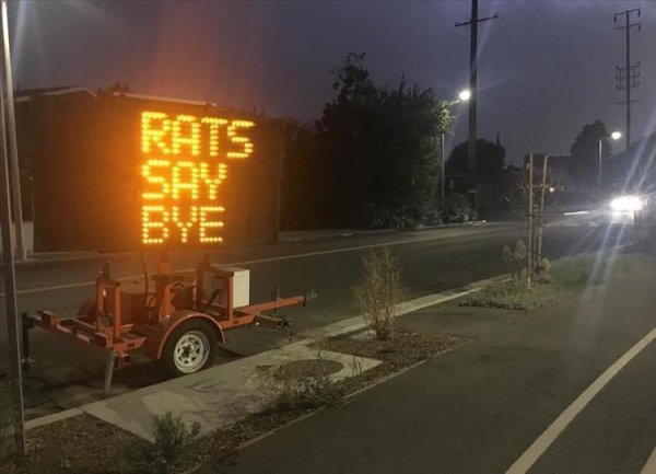 asphalt - Rats