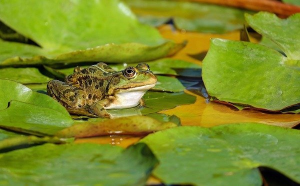 A group of frogs is called an army.