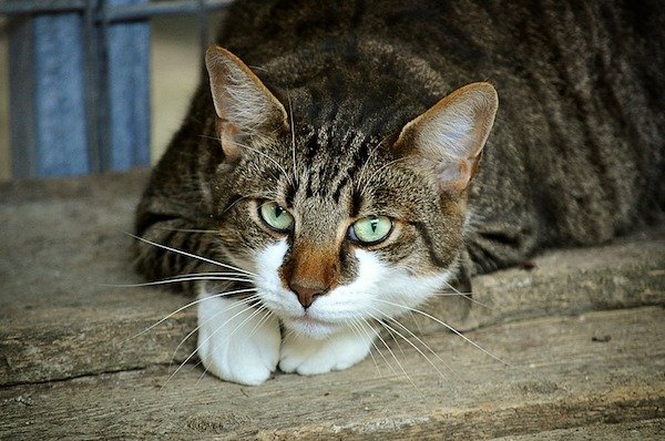 The longest living cat made it to 38.