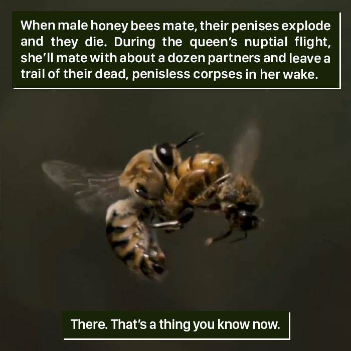 meme nuptial flight in honey bee - When male honey bees mate, their penises explode and they die. During the queen's nuptial flight, she'll mate with about a dozen partners and leave a trail of their dead, penisless corpses in her wake. There. That's a th