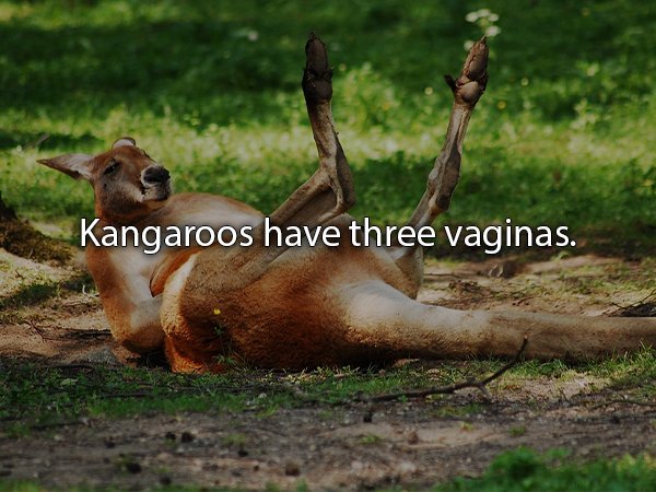 sex facts about animals - Kangaroos have three vaginas.