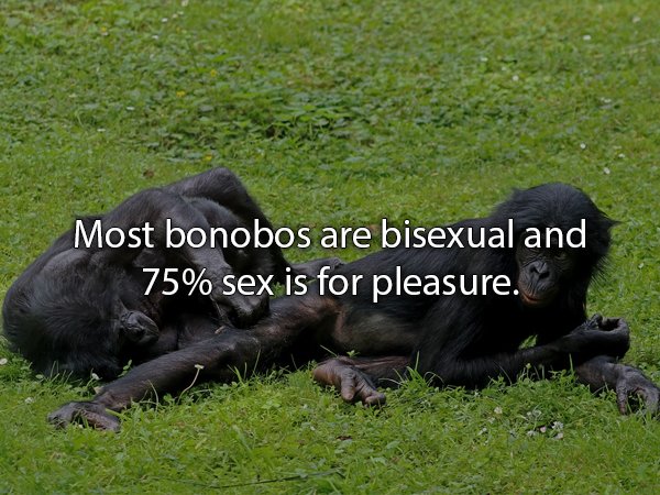 grass - Most bonobos are bisexual and 75% sex is for pleasure.