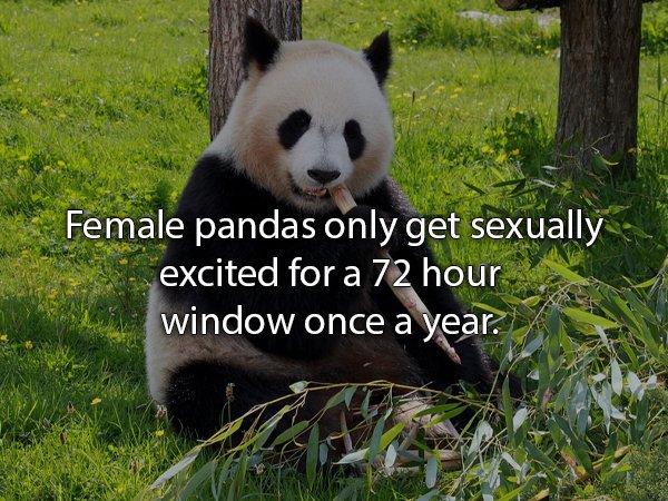 cutest animal in the world - Female pandas only get sexually excited for a 72 hour window once a year.