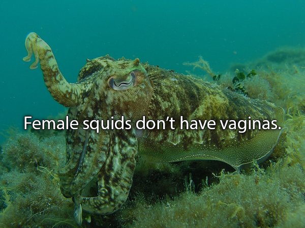 squid croatia - Female squids don't have vaginas.