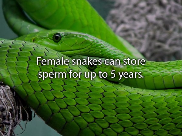 green mamba - Female snakes can store sperm for up to 5 years.